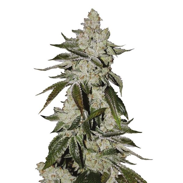 Auto Girl Scout Cookies 