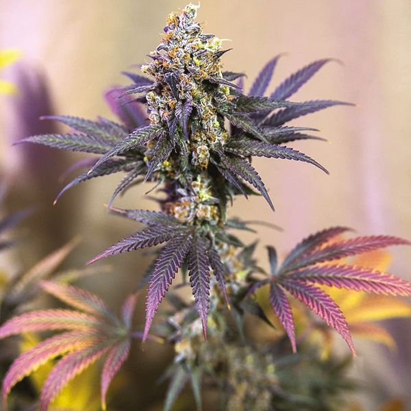 Blueberry x OG Kush Fem