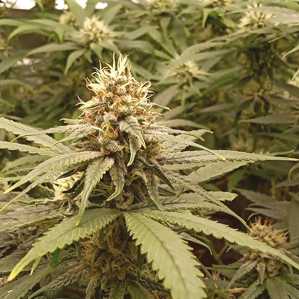 Silver Haze Seeds 