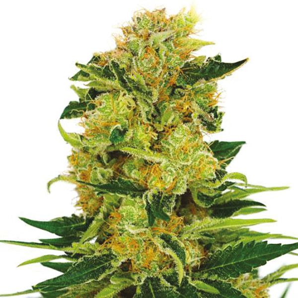 pineapple haze Strain 
