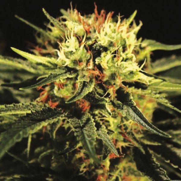 Great White Shark Weed 