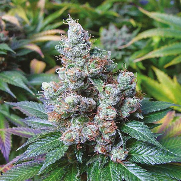 Buy NY Diesel Seeds Online USA 