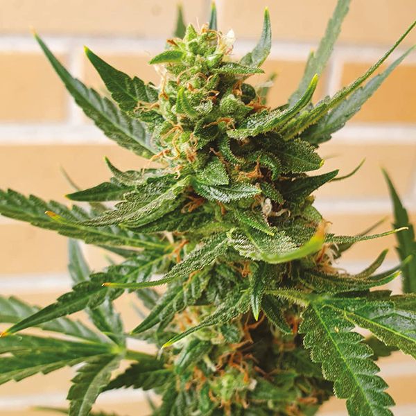 Somango Fem Somango Fem