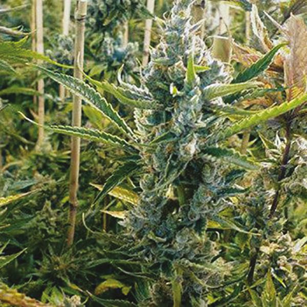 Banana Kush Strain Seeds 