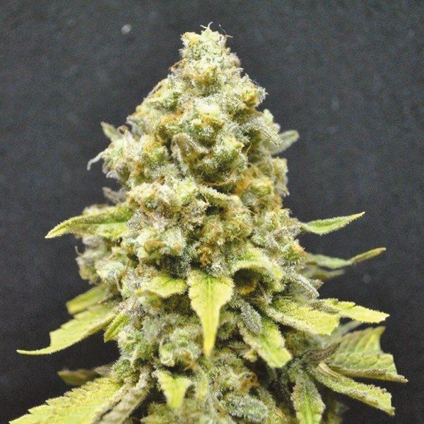 Auto Critical Mass Fem