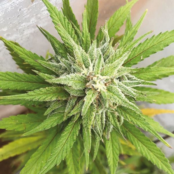 Trainwreck Fem Trainwreck Fem