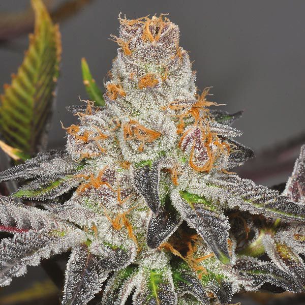 Auto Girl Scout Cookies Fem Auto Girl Scout Cookies Fem