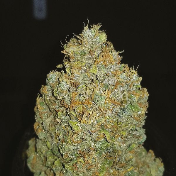 Auto Zkittlez Fem Auto Zkittlez Fem