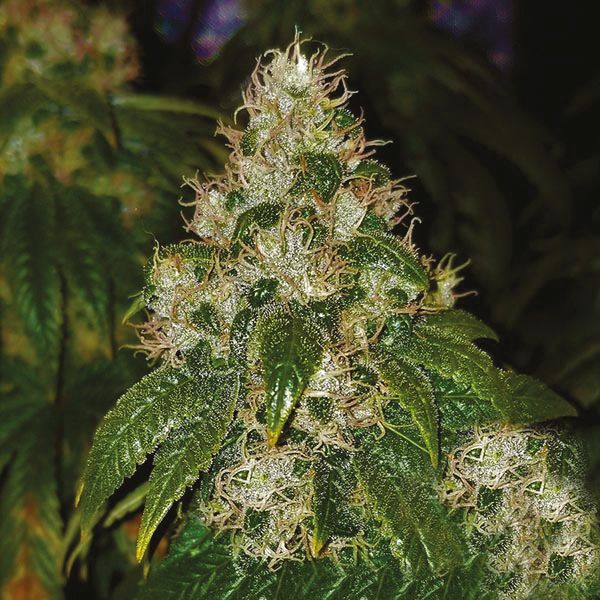Amnesia Lemon Fast Fem Amnesia Lemon Fast Fem