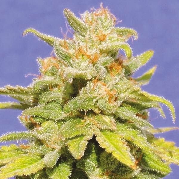 Auto White Widow x Cristal Meth Strain Seeds 