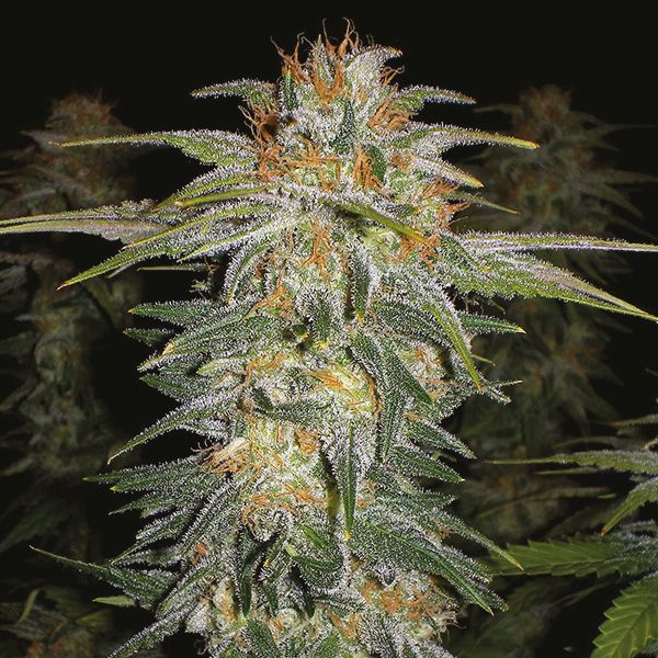 Auto Blueberry x Lemon Haze Fem