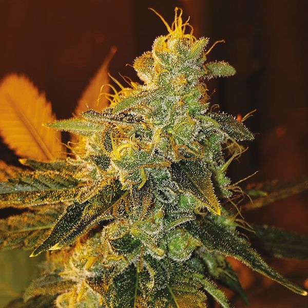 Auto G13 Fem Auto G13 Fem