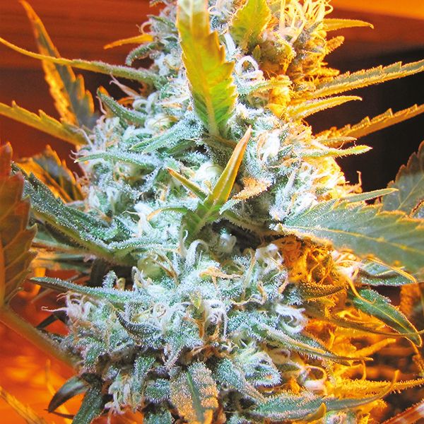 Auto Strawberry Cheese Fem Auto Strawberry Cheese Fem