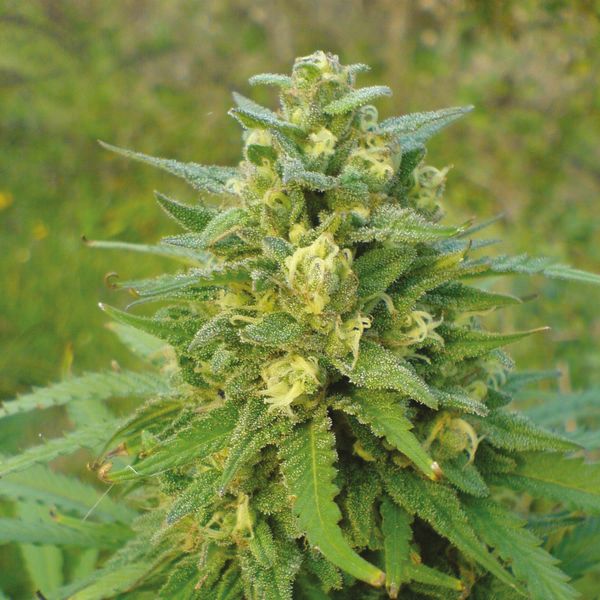 Auto Super Skunk Fem Auto Super Skunk Fem