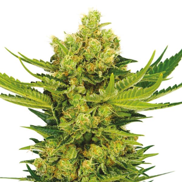 Chronic Widow Fem Chronic Widow Fem