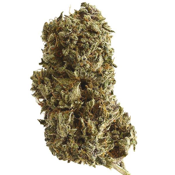 Buy Kosher Kush Feminized Marijuana Seeds