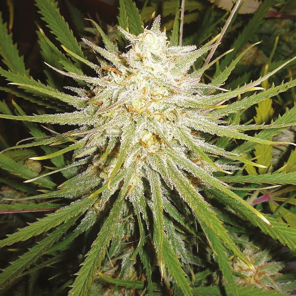 Cinderella 99 Strain Seeds Online in USA 