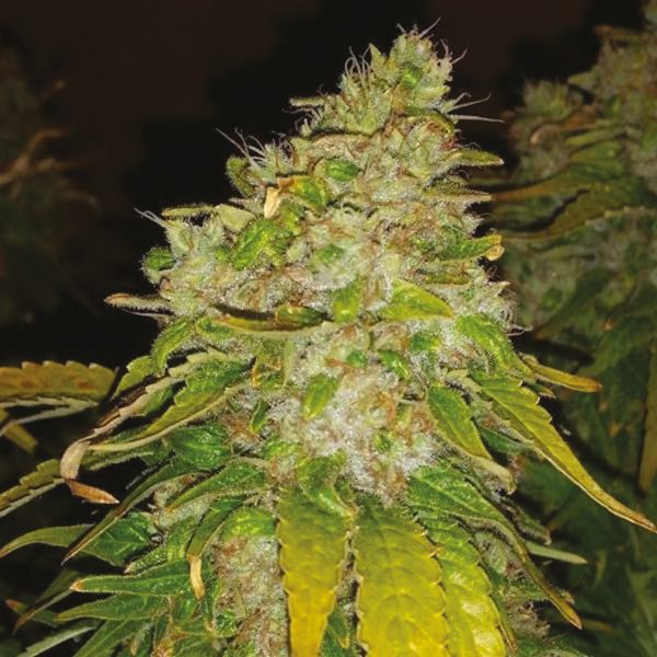 Amnesia Haze Fem Amnesia Haze Fem