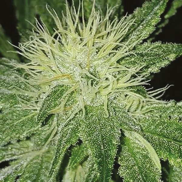 Buy Afghani Hawaiian x Laos x Jamaica Seeds USA 