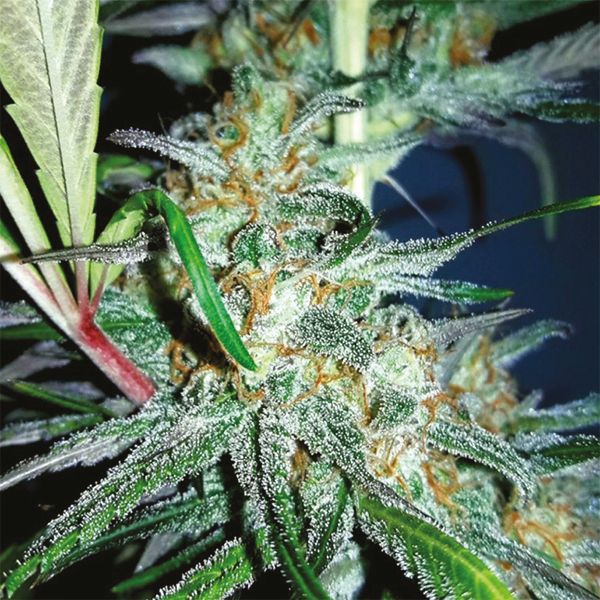 Purple Kush x Mazar Fem Purple Kush x Mazar Fem