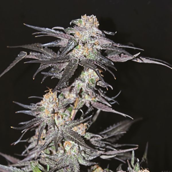 Auto Black Jack Seeds for sale 