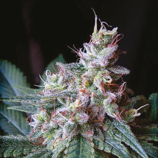 Cream Cheese Strain 