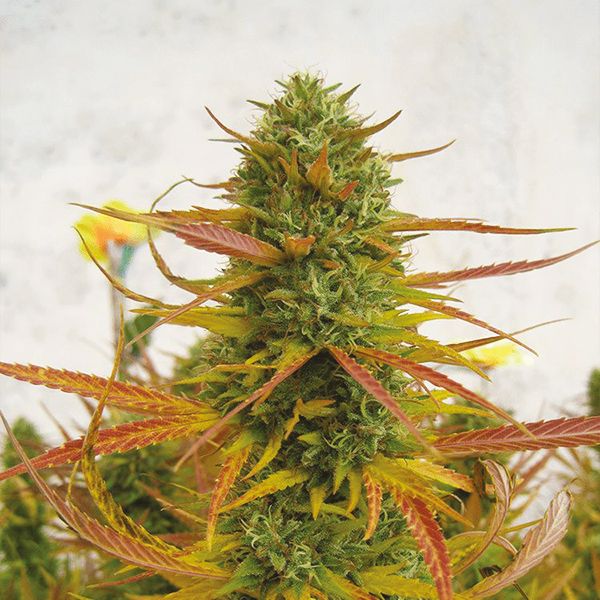 Lemon Kush Strain Seeds 
