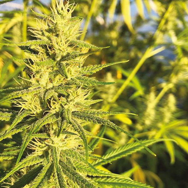 Super Silver Haze Fem Super Silver Haze Fem