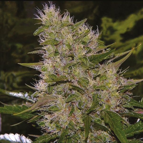 Auto CBD Critical Mass 1 to 1 Fem Auto CBD Critical Mass 1 to 1 Fem