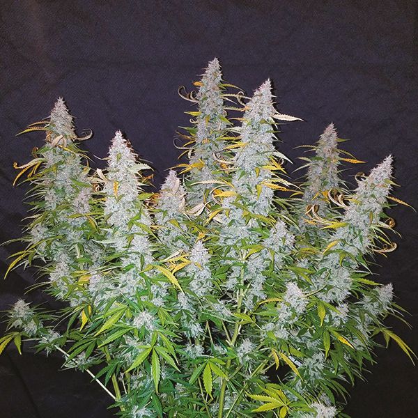 Auto White Widow x California Snow Fem Auto White Widow x California Snow Fem