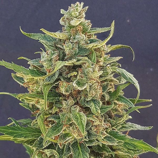 Buy Autoflower Devil XXL seeds USA 