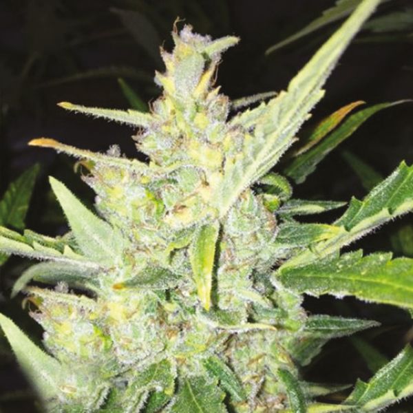 Big Bud Fast Fem Big Bud Fast Fem