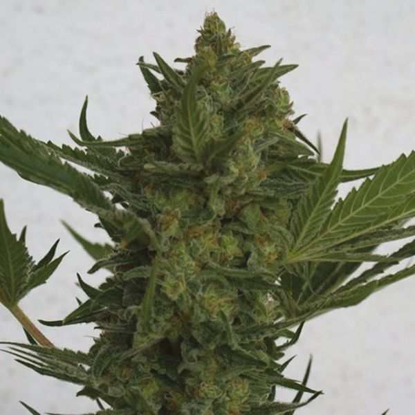 Critical x Amnesia Fem Critical x Amnesia Fem