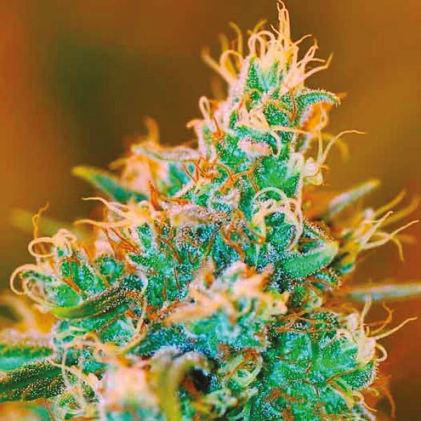 Chocolope x Kush Fem Chocolope x Kush Fem