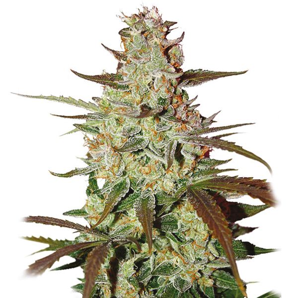Auto Blueberry x Mazar Strain seeds for sale 