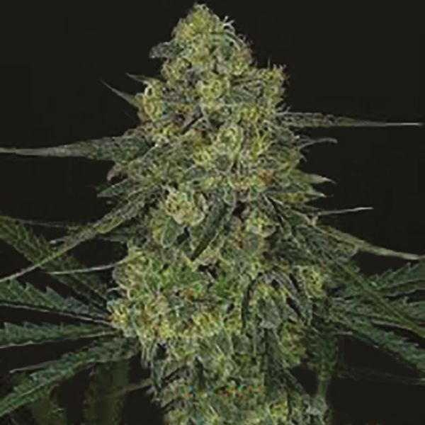 Blueberry Badazz OG Fem