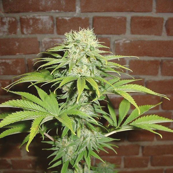 Blue Haze Fem Blue Haze Fem