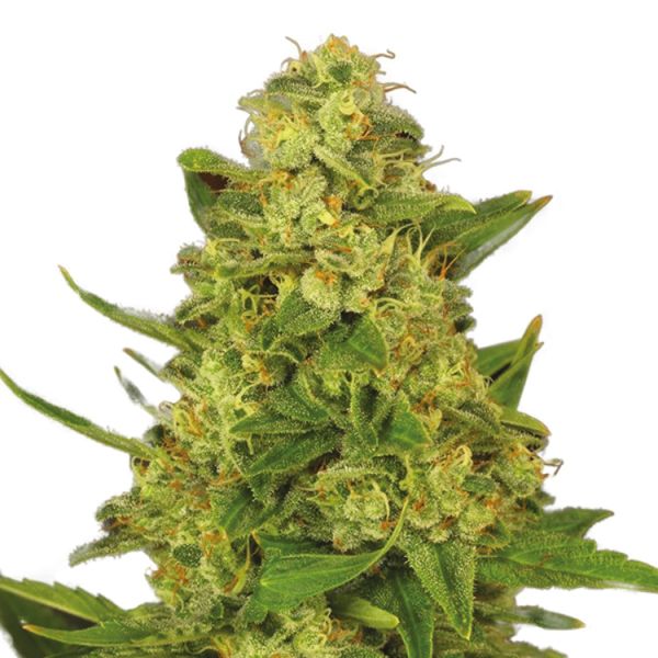 Candy Kush Strain Seeds 