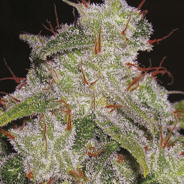 Auto Northern Lights Fem Auto Northern Lights Fem