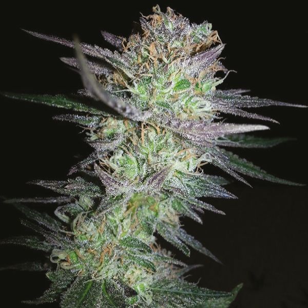 Girl Scout Cookies Fem