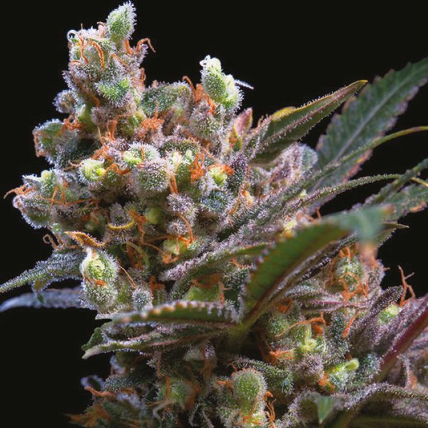 Critical Bilbo Fem Critical Bilbo Fem