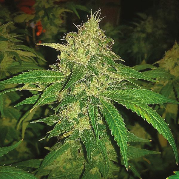 MK Ultra Fem MK Ultra Fem