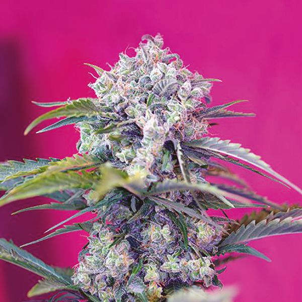 Auto Critical x Cream Cheese Fem Auto Critical x Cream Cheese Fem
