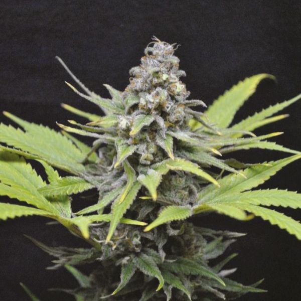 CBD Critical Mass 1 to 1 Fem CBD Critical Mass 1 to 1 Fem