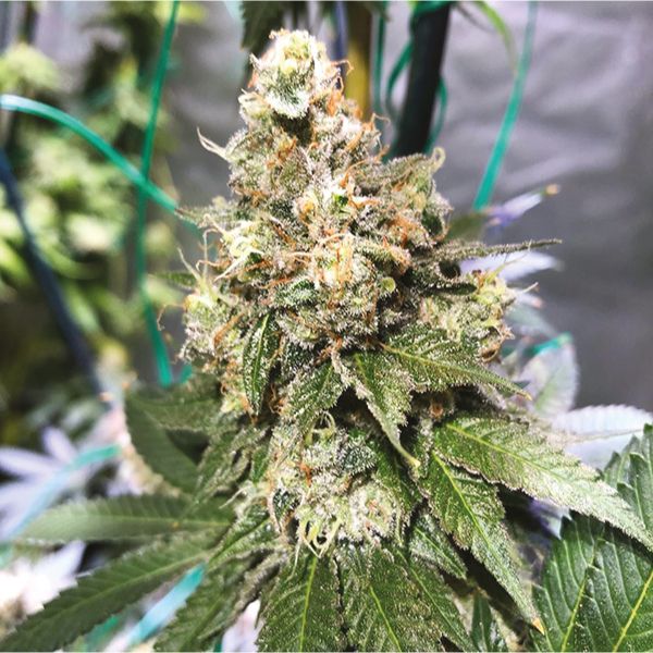 Auto G13_6 