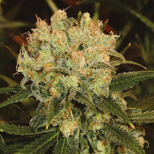 Northern Lights x Blueberry 