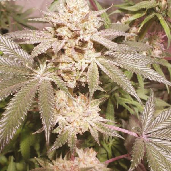 3 Kings Strain Seeds 