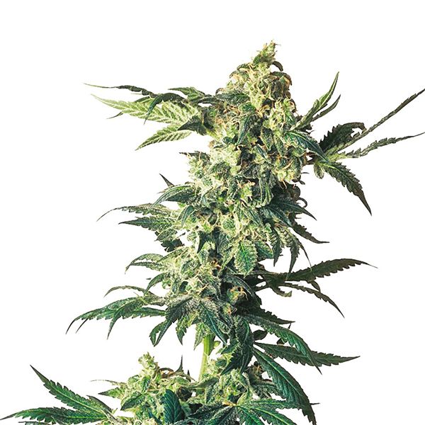 Northern Lights Fem Northern Lights Fem