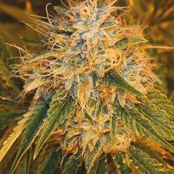 Sour Kush Fem Sour Kush Fem