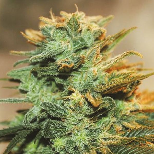 Auto G13 Fem Auto G13 Fem